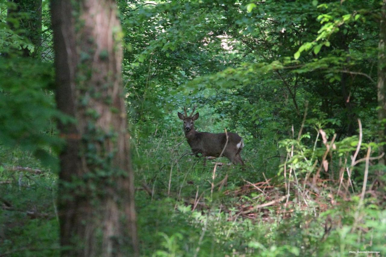 Tente Safari Lodge Dans Foret Luxuriante Vielle-Tursan Kültér fotó