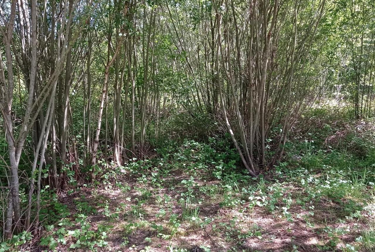 Tente Safari Lodge Dans Foret Luxuriante Vielle-Tursan Kültér fotó
